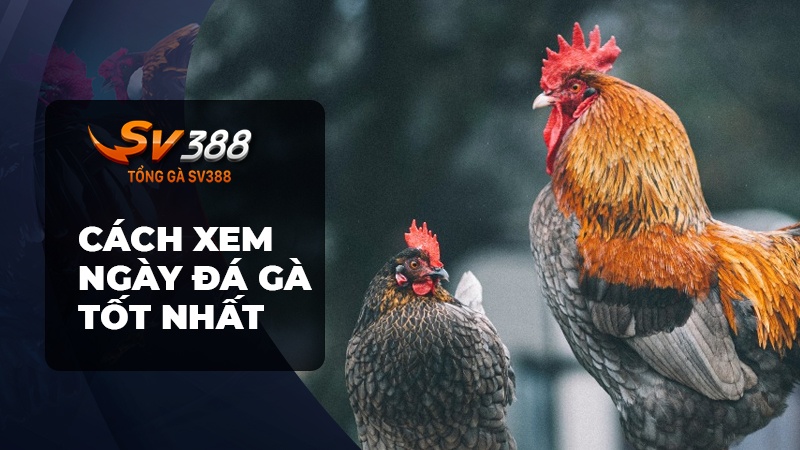 Cách xem ngày đá gà tốt nhất theo lịch 12 con giáp