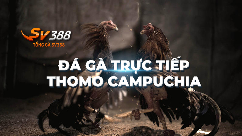 Đá gà trực tiếp Thomo Campuchia