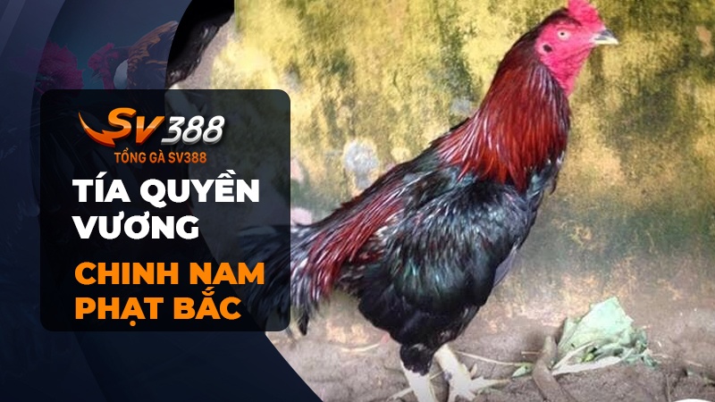 Gà chọi Tía Quyền Vương | Chinh Nam Phạt Bắc