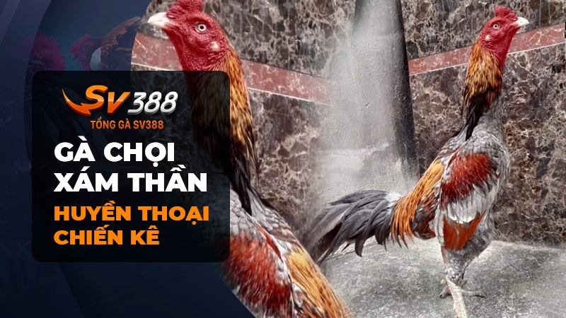 Tiểu sử gà chọi Xám Thần | Huyền thoại chiến kê một thời