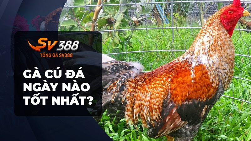 Gà cú là gì? Gà cú đá ngày nào tốt nhất?