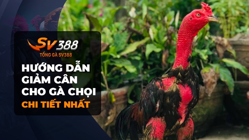 Cho gà chọi ăn gì để giảm cân?