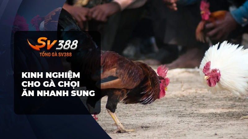 Cho gà chọi ăn gì nhanh sung?