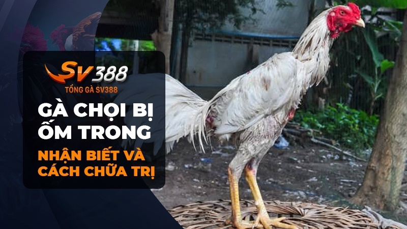 Chữa gà chọi bị ốm trong cách nào nhanh và hiệu quả?