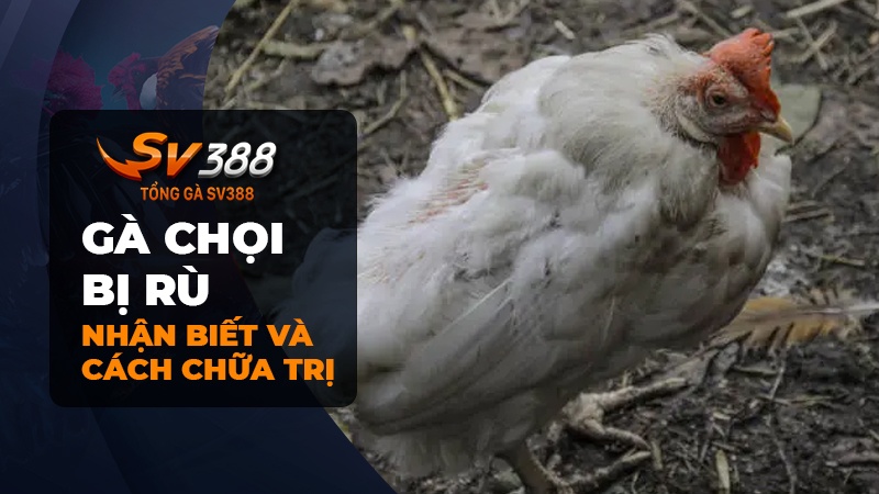 Cách chữa gà chọi bị rù theo dân gian và thuốc