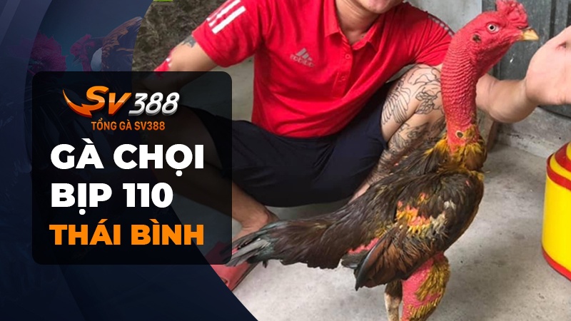 Dòng gà chọi Bịp 110 đến từ quê lúa Thái Bình