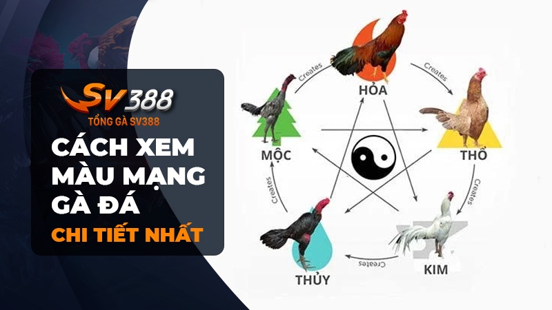 Xem màu mạng gà đá | Hôm nay đá gà màu nào mạnh?