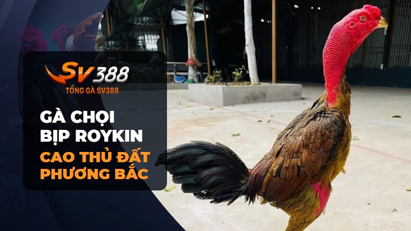 Tiểu sử gà chọi bịp Roykin và trận đấu trực tiếp với Mơ Ê Tô