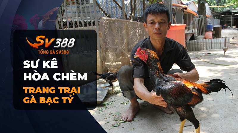 Sư kê Hòa Chèm và trang trại “bạc tỷ” của anh