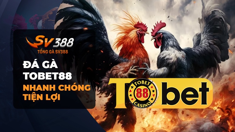 Đá gà Tobet88 | 7 lý do nên tham gia đá gà Tobet88