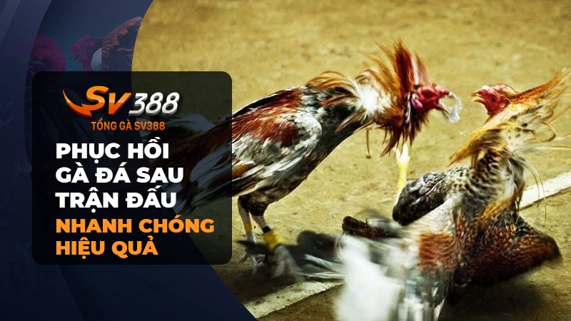 Phục hồi cho gà đá sau trận đấu