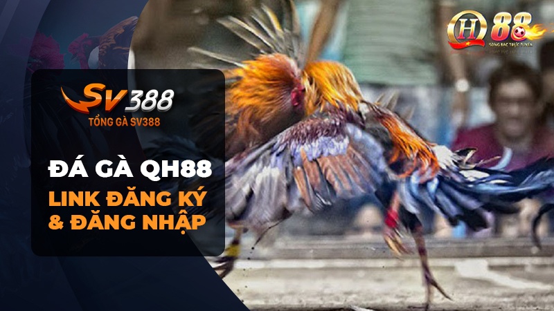 Đá gà QH88 | Link đăng ký & đăng nhập