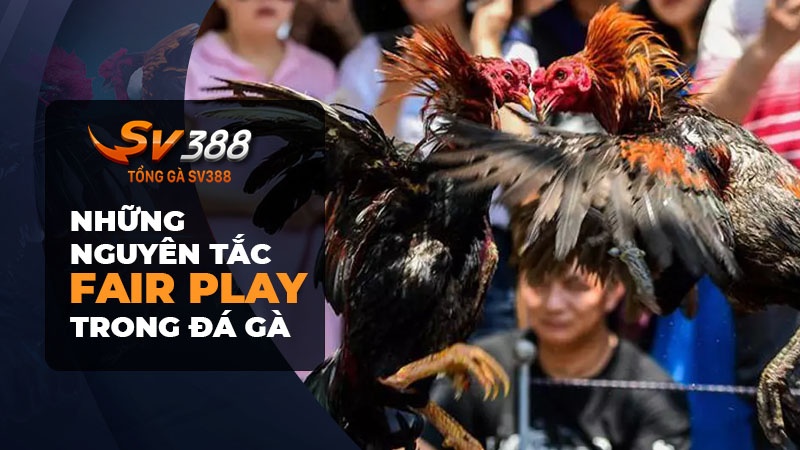 Những nguyên tắc Fair Play trong đá gà