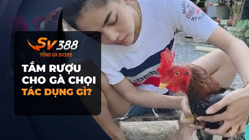 Tắm rượu cho gà chọi có tác dụng gì?