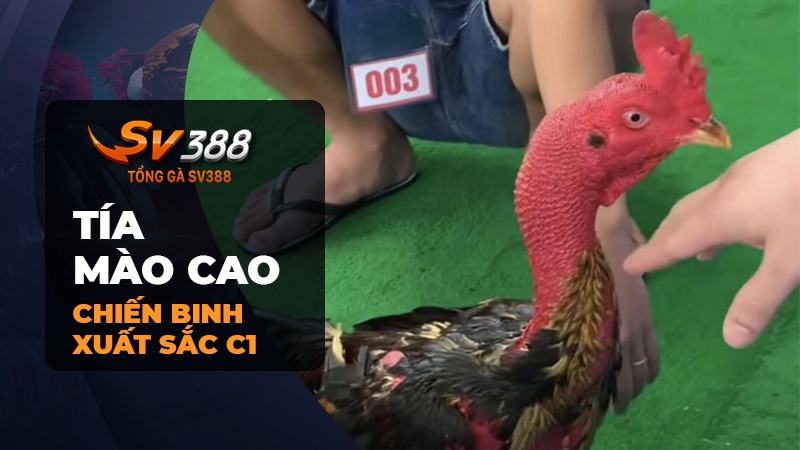 Tiểu sử Tía Mào Cao - Chiến binh 3 lần xuất sắc nhận Cúp C1 Thomo